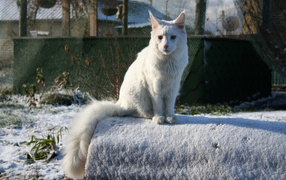 Serious white Maine Coon cat in winter