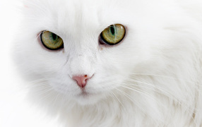 Serious white cat