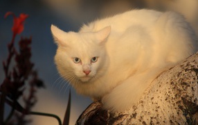 Серьёзный белый кот на дереве