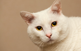 Серьёзный белый кот с жёлтыми глазами