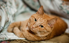 Короткошёрстный рыжий кот скучает