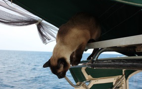 Сиамский кот собирается прыгать