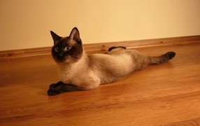 Сиамский кот лежит на полу