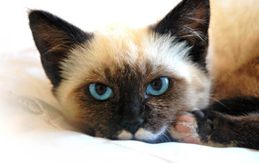 Сиамский кот устал