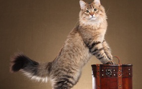 Сибирский кот позирует на коричневом фоне
