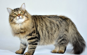 Siberian cat posing on a white background