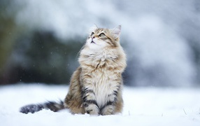 Siberian cat sitting in the snow