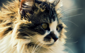 Сибирский кот с интересным окрасом