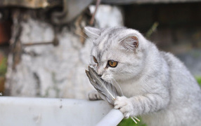 Серебристый кот и перо