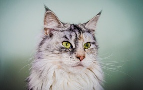 Серебристый кот мейн-кун с зелёными глазами