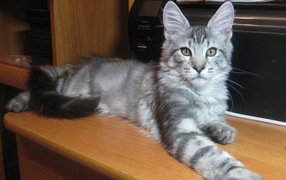 Серебристый молодой кот породы мейн-кун