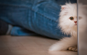 Маленький персидский кот прячется
