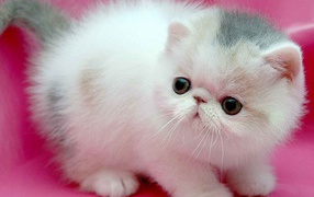 Small Persian cat on a pink background