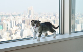 Маленький шотландский вислоухий кот на фоне большого города