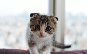 Маленький шотландский вислоухий кот с большыми глазами