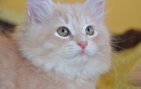 Маленький красивый сибирский кот крупным планом