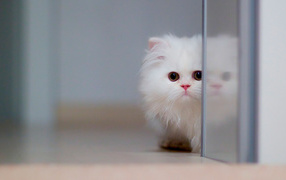 Small beautiful white cat hiding