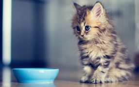 Маленький кот просит молока