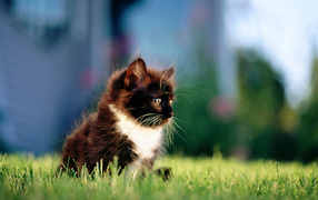 Small furry black cat with a white chest on the grass