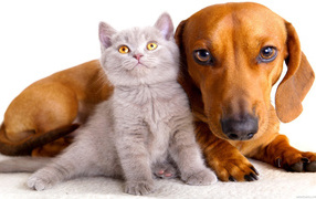 Серый маленький кот и пёс
