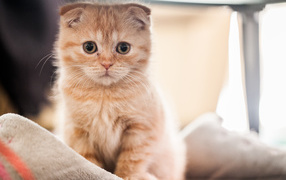 Маленький рыжий шотландский вислоухий кот на кровати