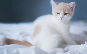 Маленький белый сонный кот