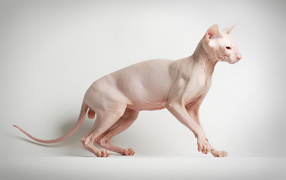 Кот сфинкс на белом фоне позирует