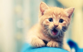 Удивлённый маленький рыжий кот