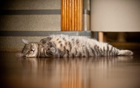 Tabby cat sprawled