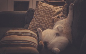 Кот в подушках