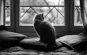 Кот в подушках, чёрно-белое фото