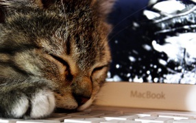 Кот спит на клавиатуре ноутбука