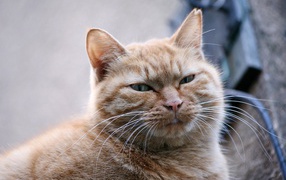 Толстый серый кот