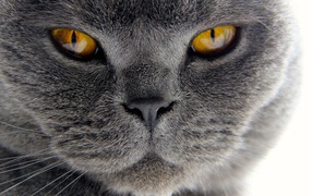 Хитрый британский кот