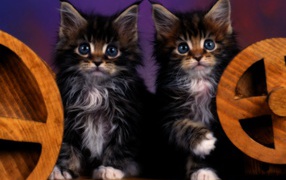 Two kitten with blue eyes