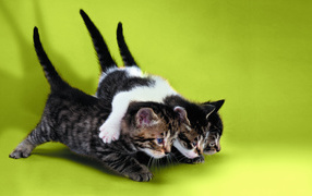 Two kittens are dragging the third