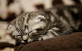 Совсем маленький шотландский вислоухий кот спит