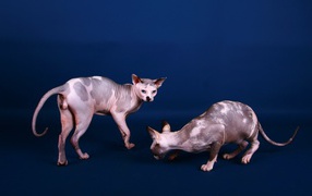 Коты сфинкс на синем фоне