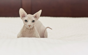 Белый кот сфинкс на кровати