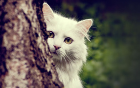 White cat hiding behind a tree