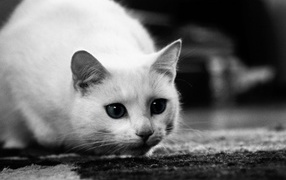 Белый кот охотится