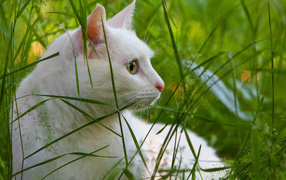 Белый кот в траве