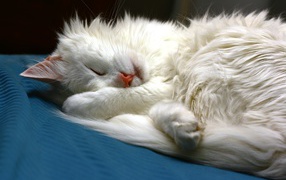 Белый кот сладко спит