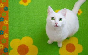 Белый кот на зелёном ковре
