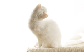 Белый кот на белом фоне