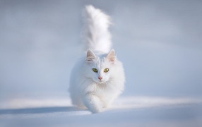 White cat running in the snow