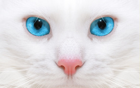 Белый кот с голубыми глазами крупным планом
