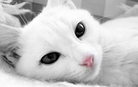 White cat with dark eyes close up