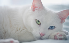 White cat with different eyes is resting
