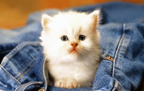 White kitten in your pocket